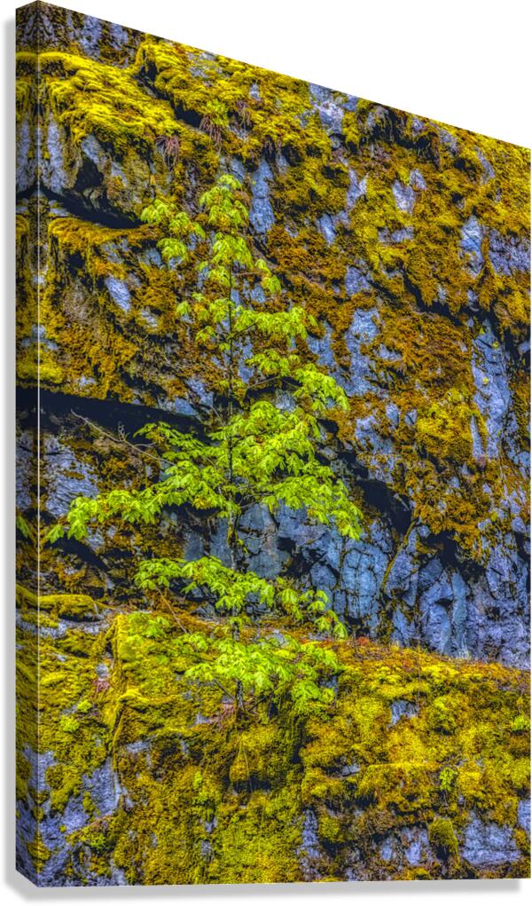 FS180630H  Canvas Print