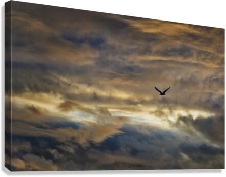 FS180911 2 Canvas Print