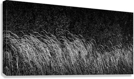 FS230830 Canvas Print