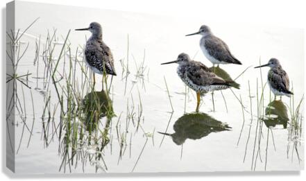 FS230807 Canvas Print