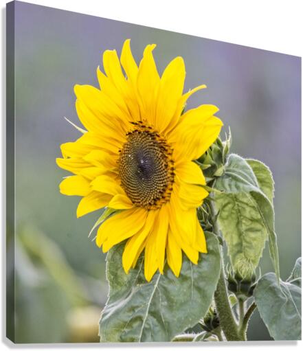 SUNFLOWER 2 Canvas Print