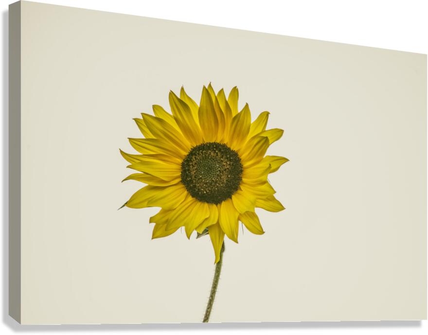 SUNFLOWER 23 Canvas Print