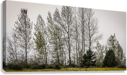 FS230820DW Canvas Print