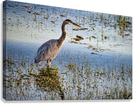 FS230915 Canvas Print
