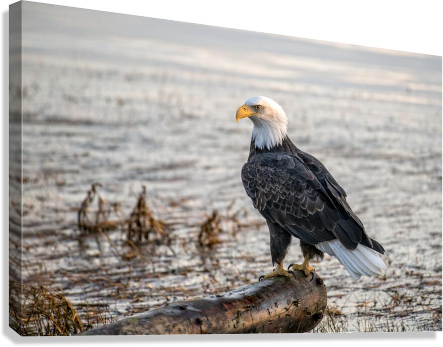 FS231008 EAGLE Canvas Print