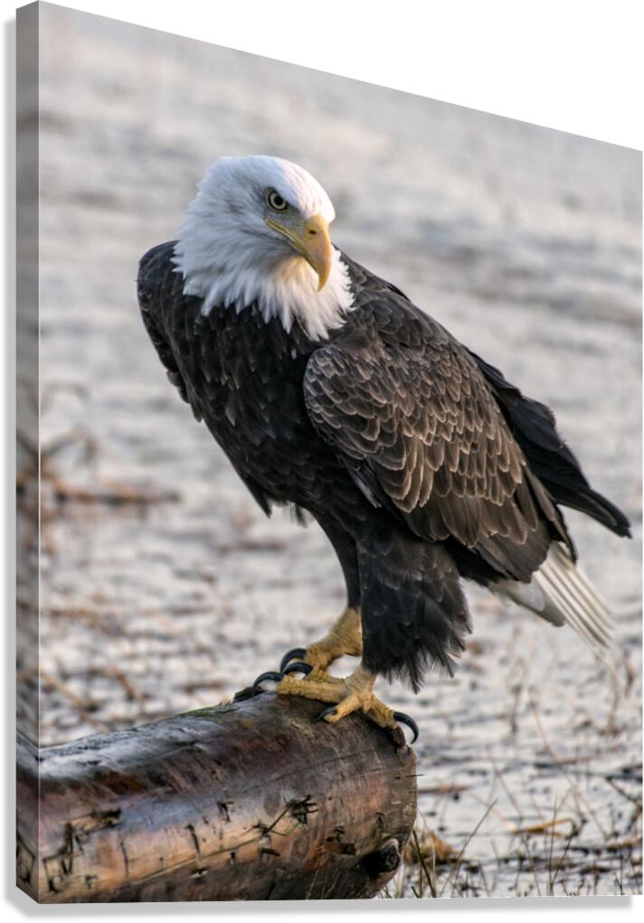 FS231008 Canvas Print