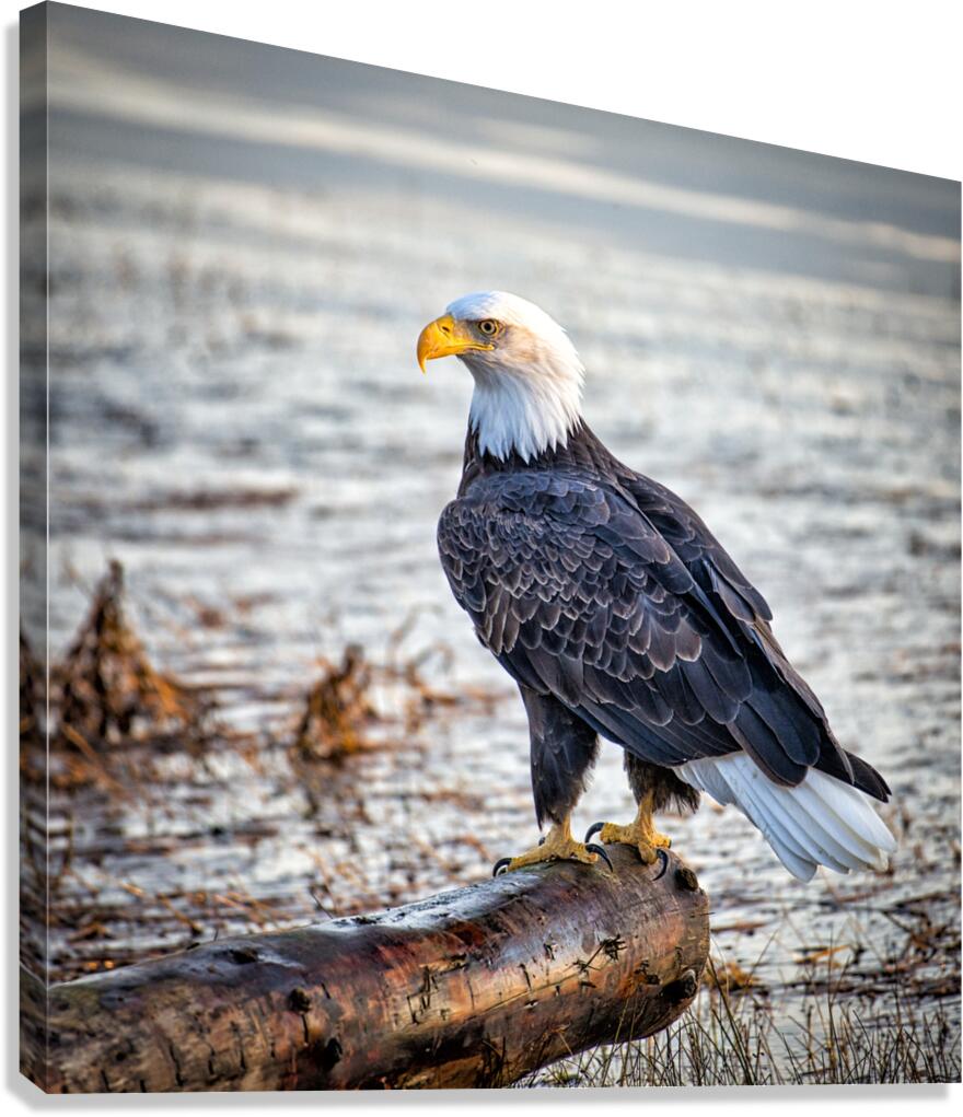 FS231008S Canvas Print