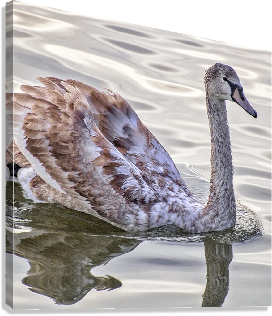 FS151022 SL Canvas Print