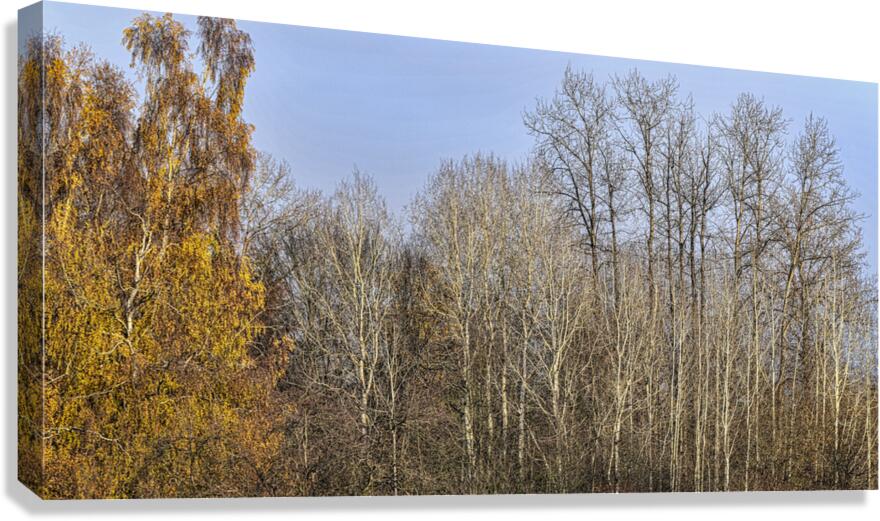 FS231127 Canvas Print