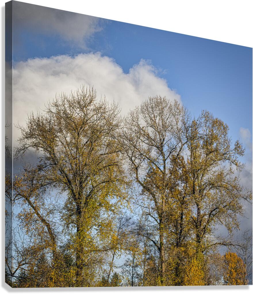 FS231113S Canvas Print