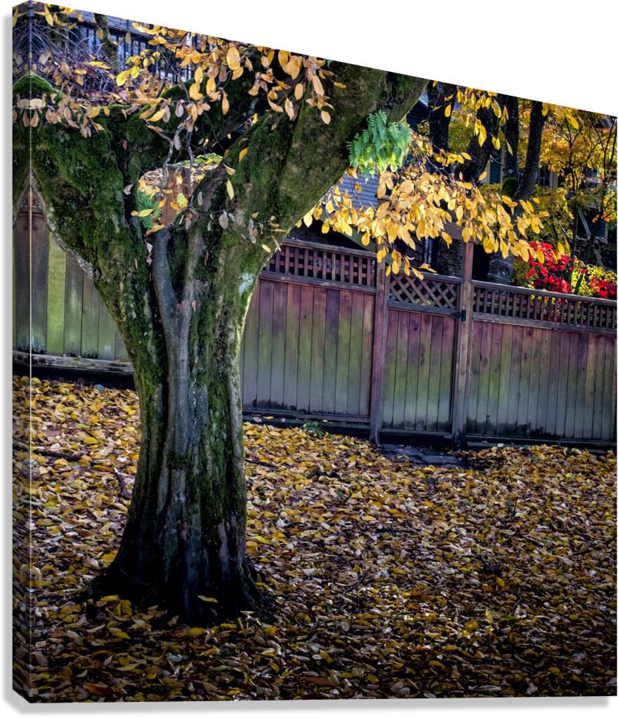 FS231114S Canvas Print