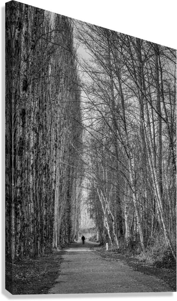 FS231127BW Canvas Print