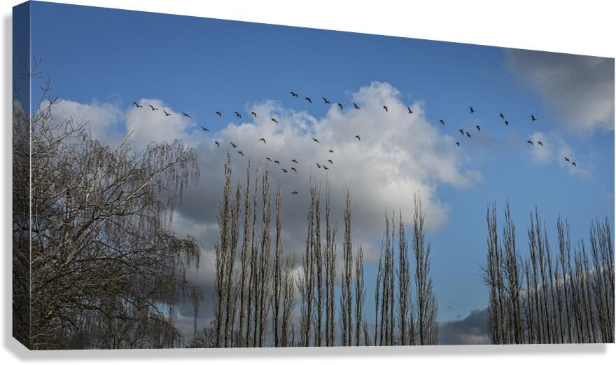 FS240207 Canvas Print