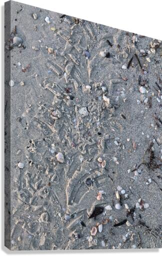 Beach trace. Canvas Print