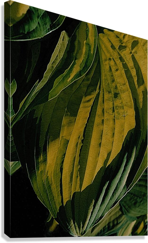 Hosta Leaf Closeup Canvas Print