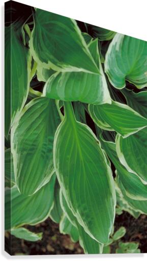 Hosta Leaves in Spring Canvas Print