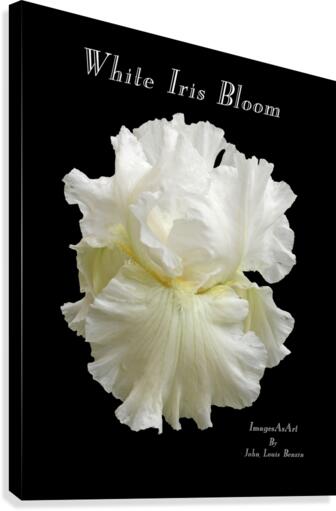 White Iris Bloom Canvas Print