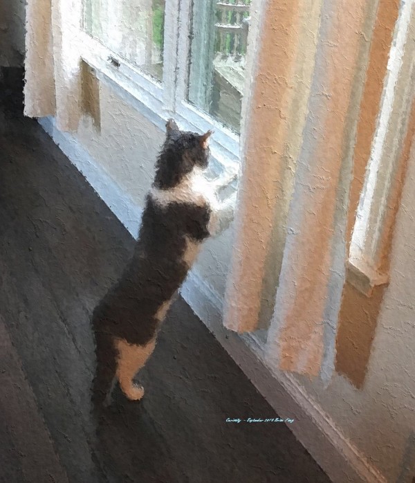 Curiosity Print