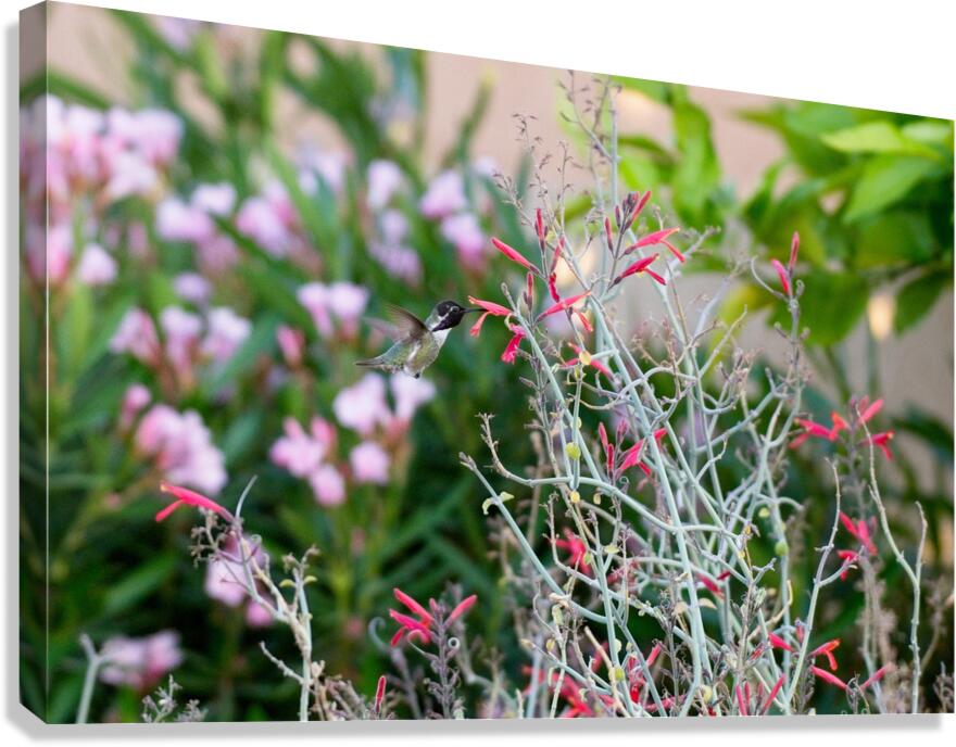  DON6407 Canvas Print