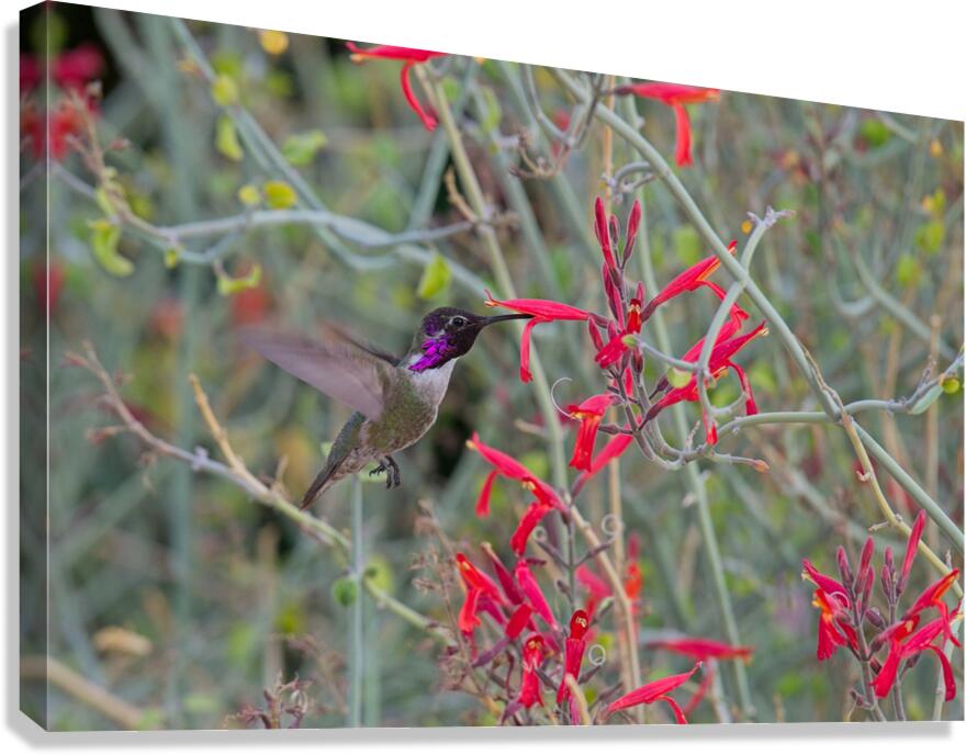  DON4140 Canvas Print