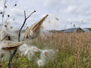 Milkweed Fall M 22 Loop 2018