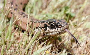 Philodryas chamissonis