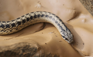 Galvarinus chilensis