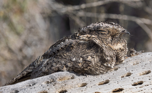 Systellura longirostris
