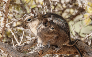 Degu couple