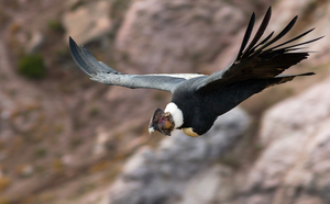 Condor