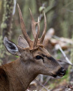 Huemul