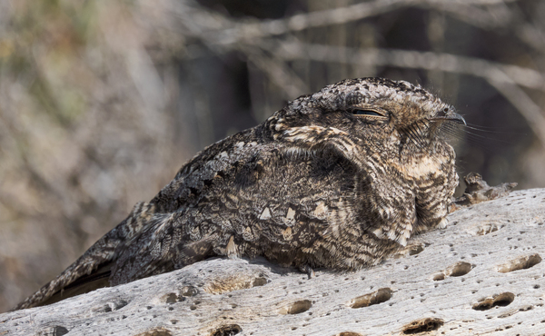 Systellura longirostris by VOLCKMANNII