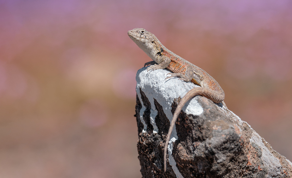 Liolaemus nigromaculatus by VOLCKMANNII