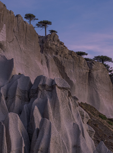 Pehuenco by VOLCKMANNII