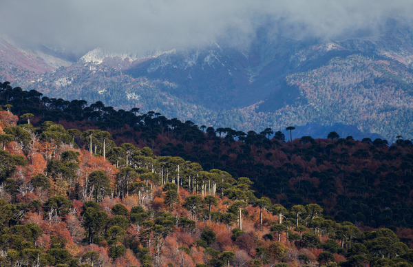 Malalcahuello by VOLCKMANNII