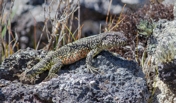Liolaemus sarmientoi by VOLCKMANNII