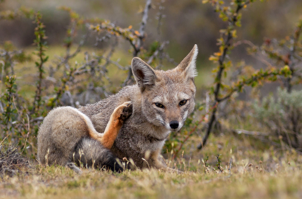 Culpeo by VOLCKMANNII