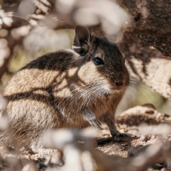 Octodon degus