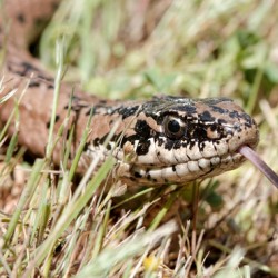 Philodryas chamissonis