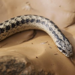 Galvarinus chilensis