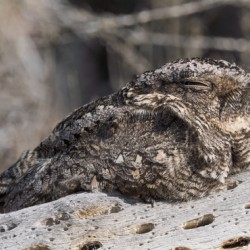 Systellura longirostris