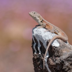 Liolaemus nigromaculatus