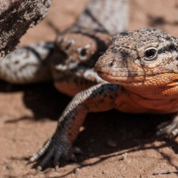 Callopistes maculatus