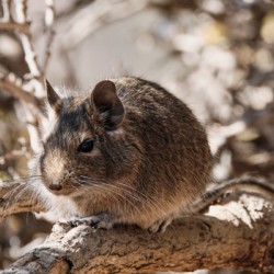 Degu
