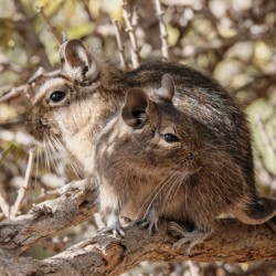 Degu couple