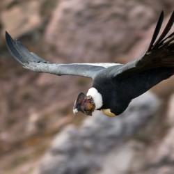 Condor