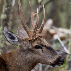 Huemul