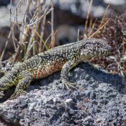 Liolaemus sarmientoi