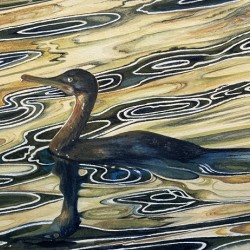 Cormorant Sunset