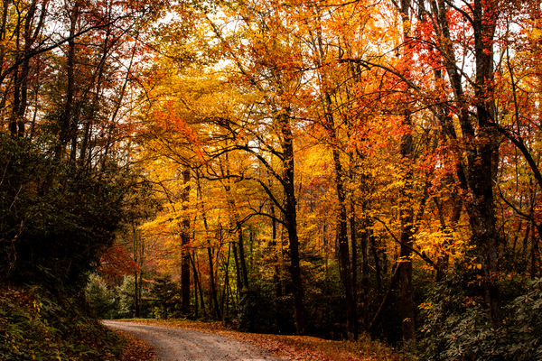 Crisp Fall by adamantexperience